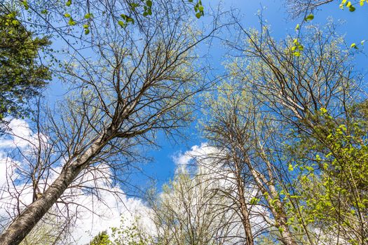 Looking up to the blue sky in forest through the trees. Ecological concept