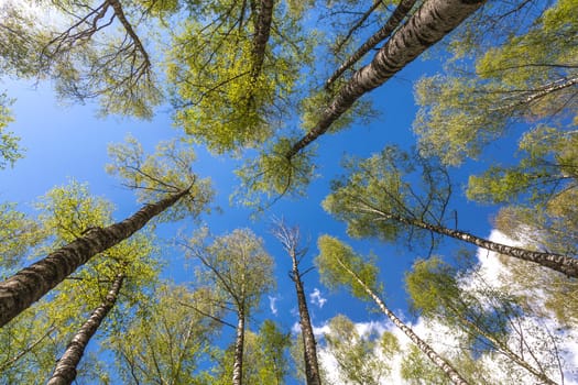 Looking up to the blue sky in forest through the trees. Ecological concept