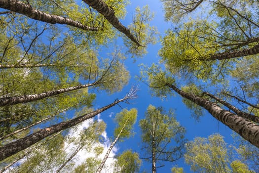Looking up to the blue sky in forest through the trees. Ecological concept