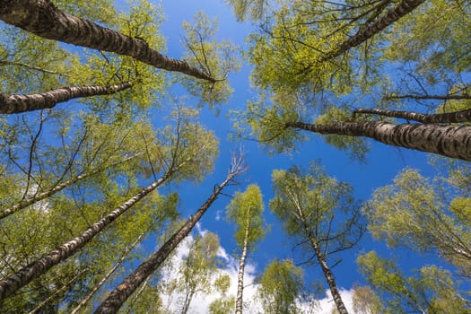 Looking up to the blue sky in forest through the trees. Ecological concept