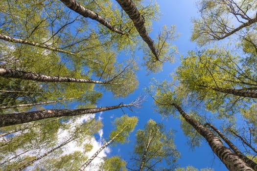 Looking up to the blue sky in forest through the trees. Ecological concept