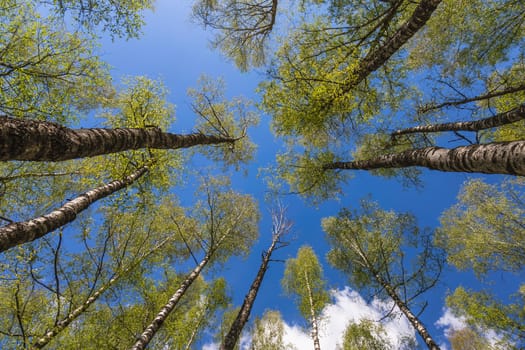 Looking up to the blue sky in forest through the trees. Ecological concept
