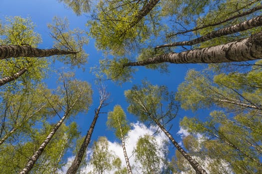 Looking up to the blue sky in forest through the trees. Ecological concept