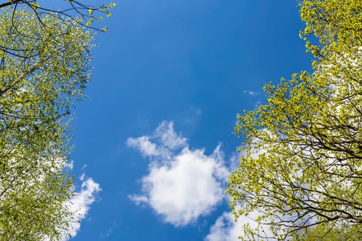 Looking up to the blue sky in forest through the trees. Ecological concept