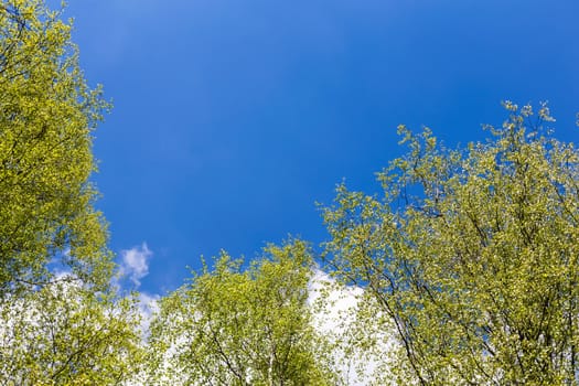 Looking up to the blue sky in forest through the trees. Ecological concept