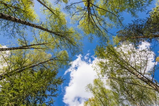 Looking up to the blue sky in forest through the trees. Ecological concept