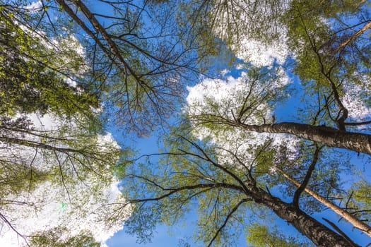 Looking up to the blue sky in forest through the trees. Ecological concept