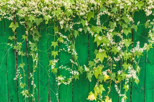 Green wooden fence and hanging plant with leaves and small flowers