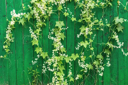 Green wooden fence and hanging plant with leaves and small flowers