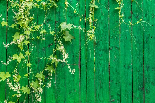 Green wooden fence and hanging plant with leaves and small flowers