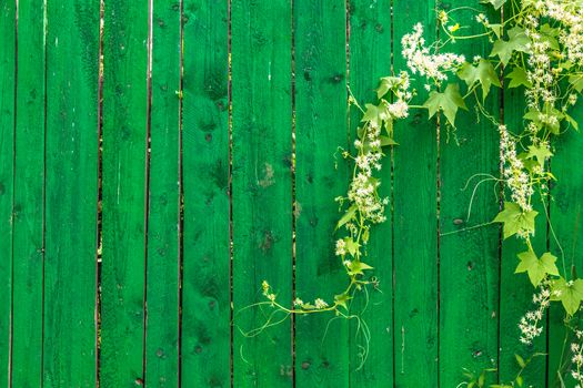 Green wooden fence and hanging plant with leaves and small flowers