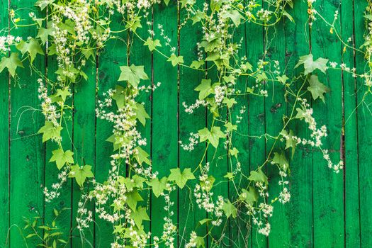 Green wooden fence and hanging plant with leaves and small flowers