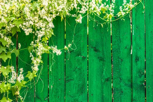 Green wooden fence and hanging plant with leaves and small flowers