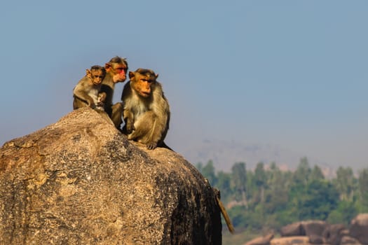 Monkey family sitting on the rock in mountain