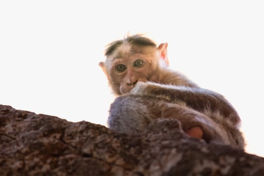 Monkey sitting on the rock