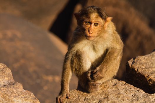 Monkey sitting on the rock in mountain