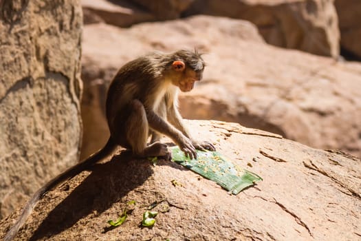 Monkey eating on the rock in mountain