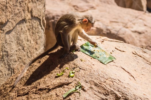 Monkey eating on the rock in mountain
