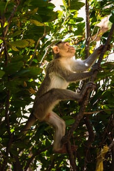 Monkey sitting on branch in jungle