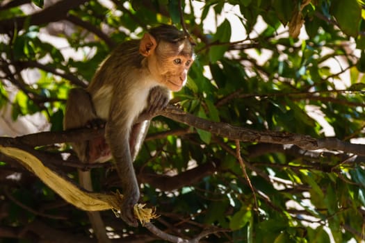 Monkey sitting on branch in jungle
