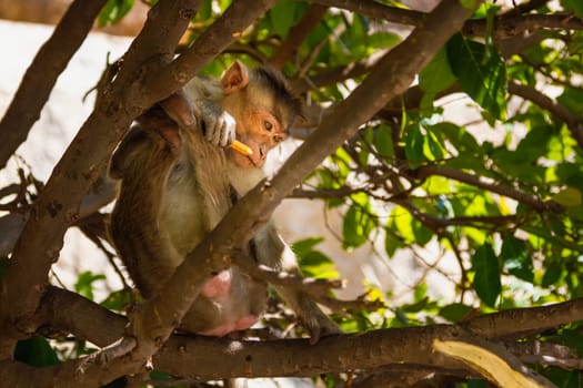 Monkey sitting on branch in jungle