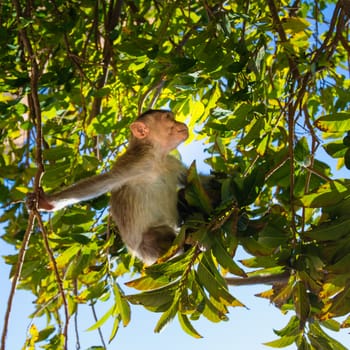 Monkey sitting on branch in jungle