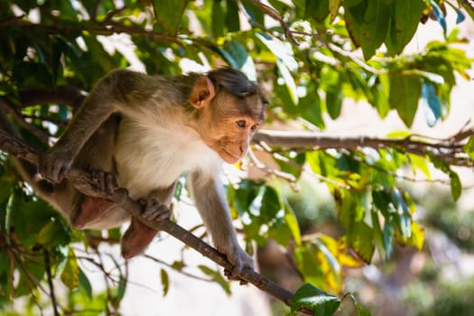 Monkey sitting on branch in jungle