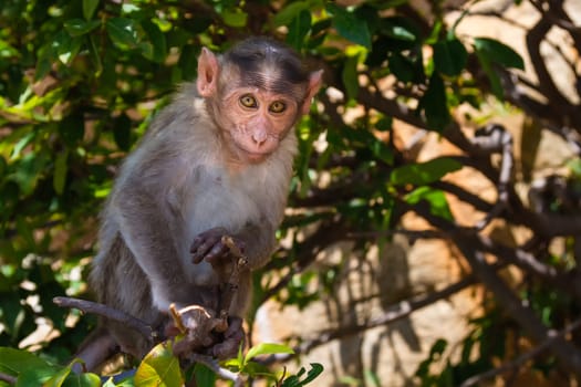 Monkey sitting on branch in jungle