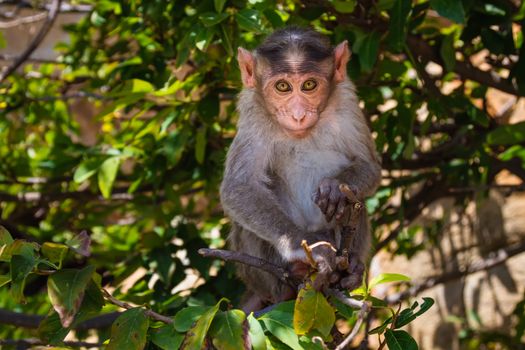 Monkey sitting on branch in jungle