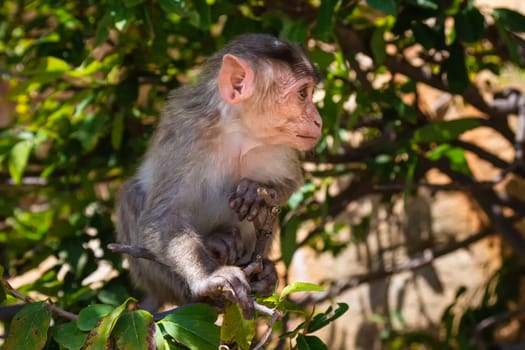 Monkey sitting on branch in jungle