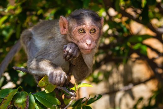 Monkey sitting on branch in jungle
