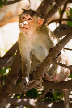 Monkey sitting on branch in jungle