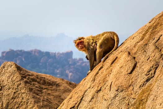 Monkey sitting on the rock in mountain
