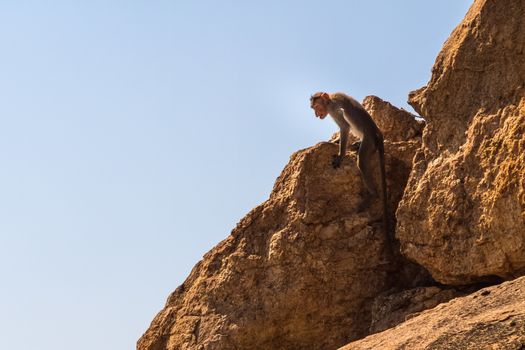 Monkey sitting on the rock in mountain