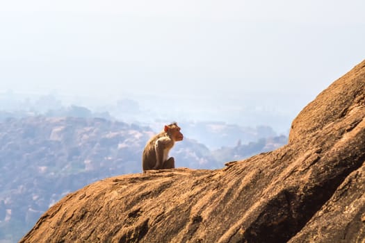 Monkey sitting on the rock in mountain