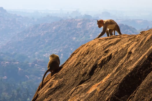Monkeys sitting on the rock in mountain