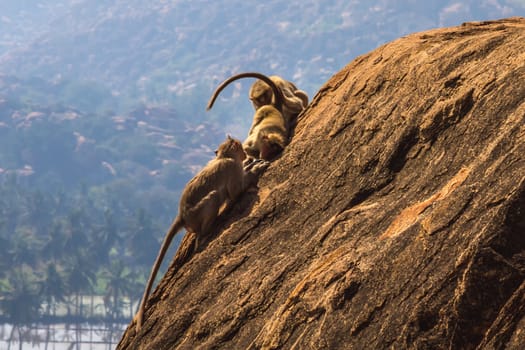 Monkey family playing on the rock in mountain
