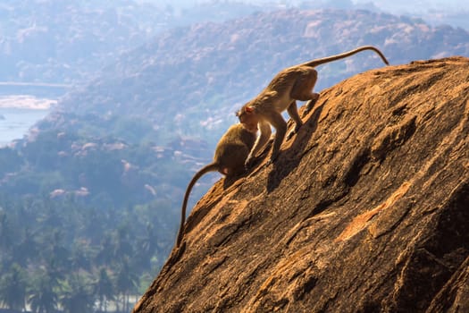 Monkeys on the rock in mountain