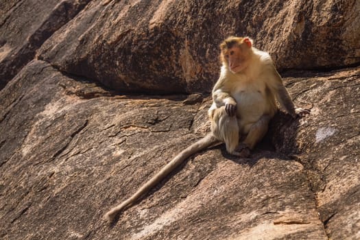 Monkey sitting on the rock in mountain
