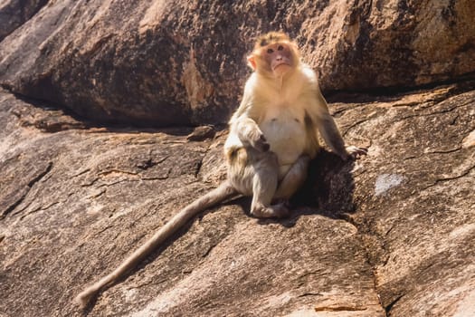 Monkey sitting on the rock in mountain
