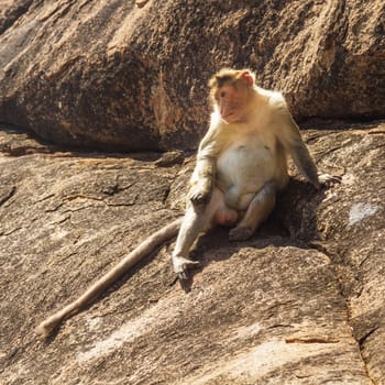 Monkey sitting on the rock in mountain