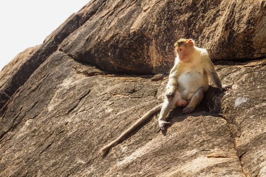 Monkey sitting on the rock in mountain