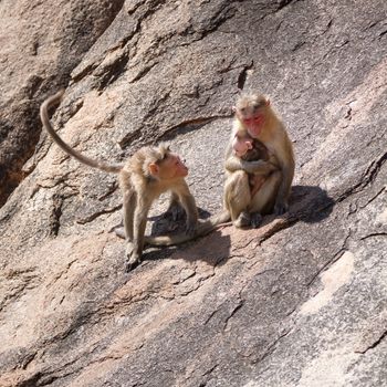 Monkey family sitting on the rock in mountain