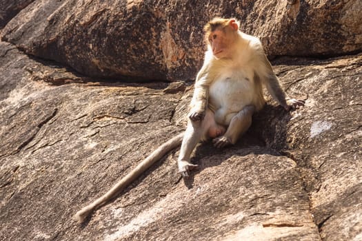 Monkey sitting on the rock in mountain