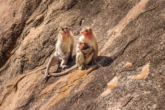 Monkey family sitting on the rock in mountain