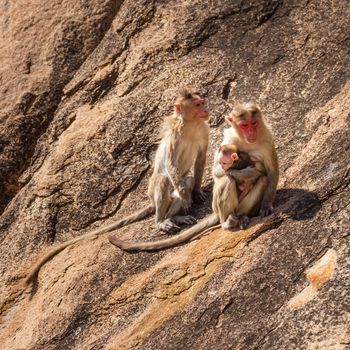 Monkey family sitting on the rock in mountain