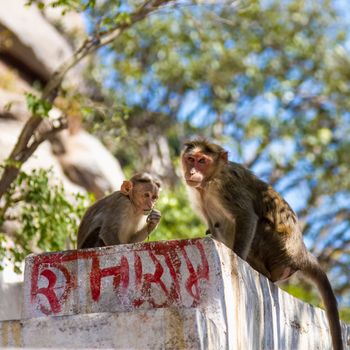 Monkey with child sitting on the stone