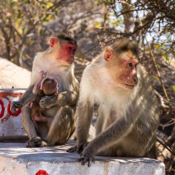 Monkey family sitting on the stone