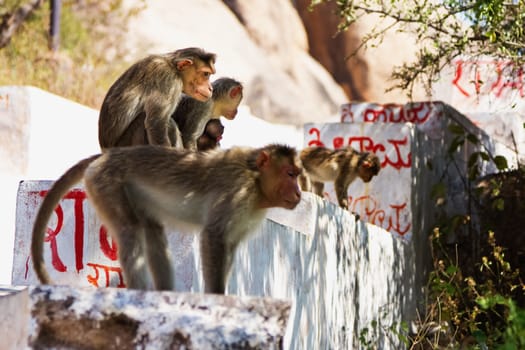 Monkeys sitting on the stone