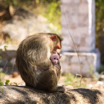 Monkey with child sitting on the stone